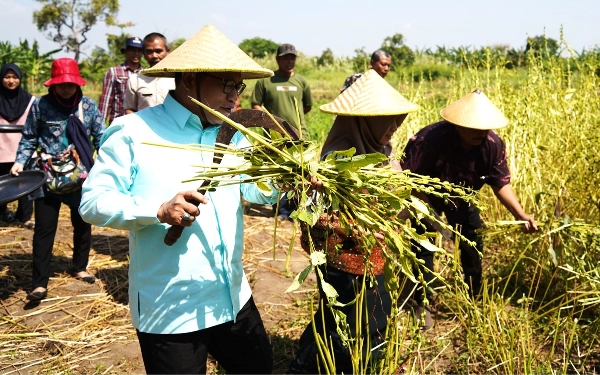 Panen Wijen di Jabon, Ketua DPRD Sidoarjo Berikan Bantuan Keuangan