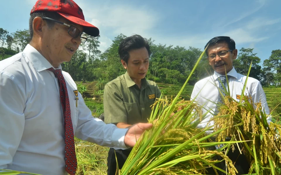 Jalin Kemitraan Bersama PT ATM, Petani Padi Japonica Makin Sejahtera 