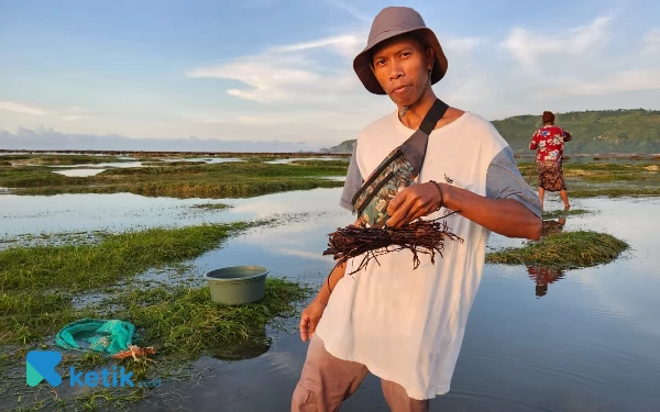 Thumbnail Berita - Seni Nelayan Lombok Tangkap Ikan Menggunakan Racun Akar Tuba