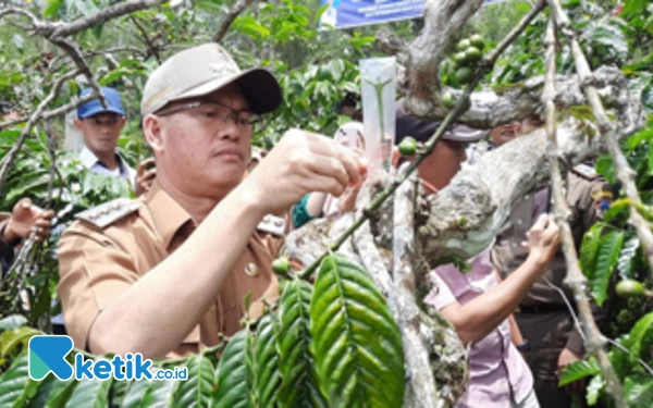 Thumbnail Berita - Wali Kota Pagaralam Bantu 196 Poktan, Hasilkan 2.,8 Juta Batang Kopi