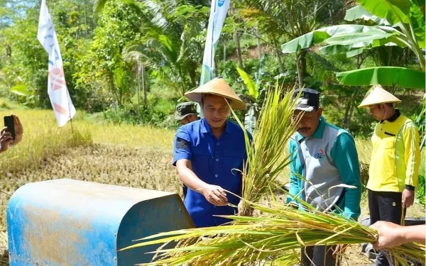 Thumbnail Berita - Bupati Pacitan Bareng Warga Panen Padi