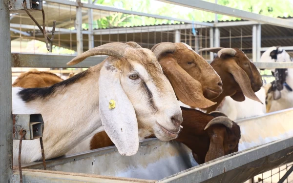 Thumbnail Sepanjang Mei 2023, Impor Sapi dan Kambing Naik 4,42 Persen