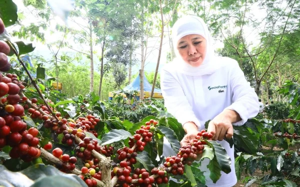 Thumbnail Berita - Tingkatkan Produktivitas Pertanian, Khofifah Luncurkan Platform Socio Forest