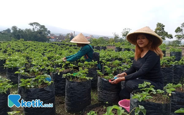 Thumbnail Berita - Asyiknya Petik Stroberi di Wisata Lumbung Stroberi Kota Batu