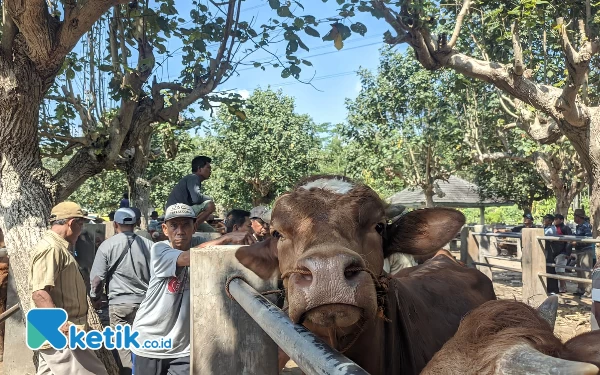 Thumbnail Berita - Pengunjung Pasar Hewan di Pacitan Ramai, tapi Minim Transaksi