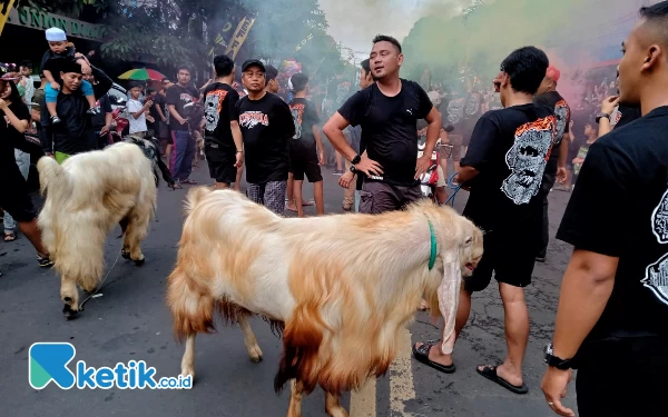 Thumbnail Berita - Sebelum Disembelih, Ada Tradisi Arak-arakan Hewan Kurban di Kota Malang, Ini Filosofinya