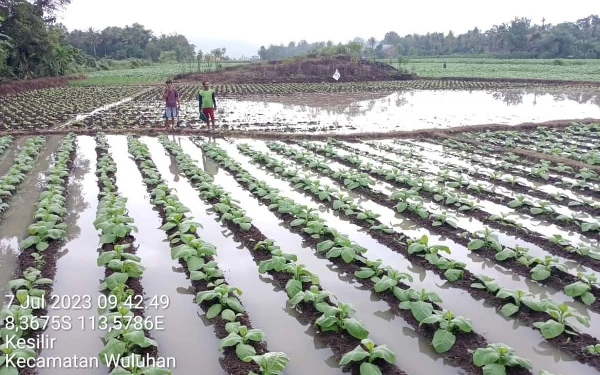 Thumbnail Berita - Ratusan Hektar Lahan Terancam Gagal Panen, Petani Jember Butuh Uluran Tangan Pemerintah