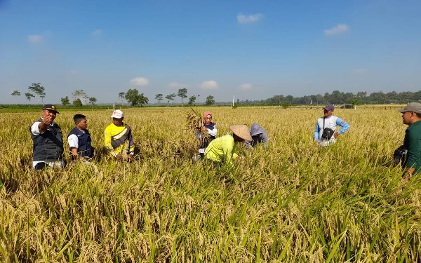 Thumbnail Berita - Dilanda Cuaca Kering, Target Produktivitas Padi di Jember Surplus