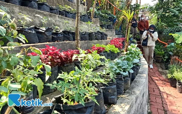 Thumbnail Lima Kali Panen, Urban Farming Kelurahan Samaan Kota Malang Berhasil Ubah Pola Hidup Warga