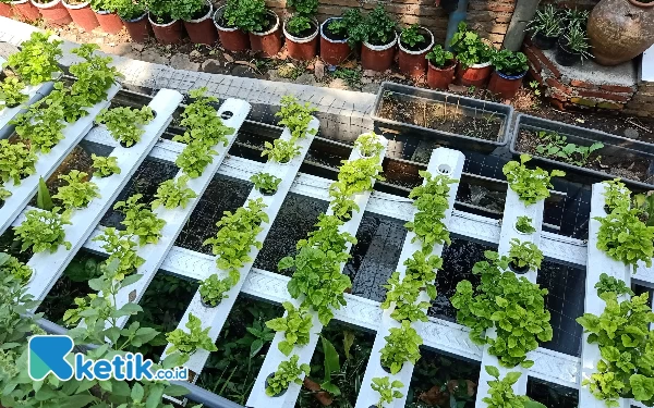 Thumbnail Berita - Urban Farming Jadi Solusi Pencegahan Stunting di Kota Malang