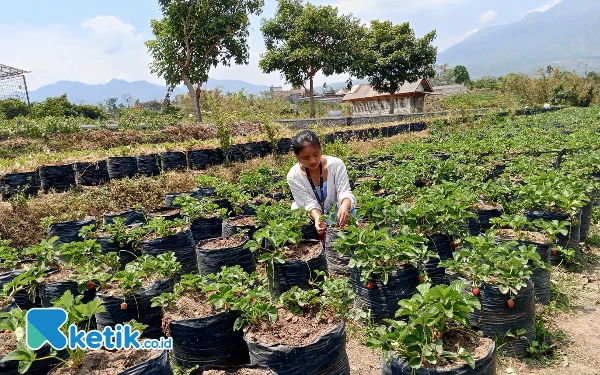 Thumbnail Berita - Musim Kemarau Jadi Puncak Panen Stroberi di Kota Batu