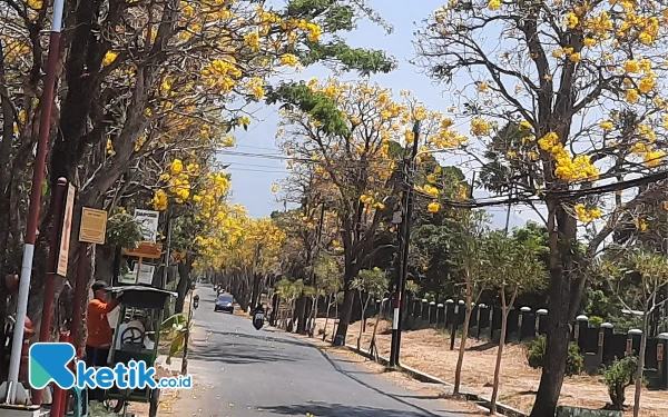 Thumbnail Berita - Indahnya Pemandangan Bunga Tabebuya Ala Jepang di Desa Pendem Kota Batu