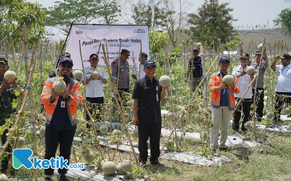 Thumbnail Berita - SBI Panen Raya Melon Honeydew bersama Poktan Mliwang Kerek Tuban