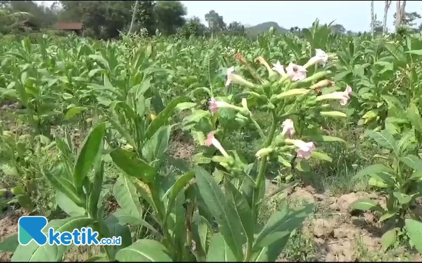 Thumbnail Petani Tembakau Jember Sayangkan Hasil Panen Meningkat Tapi Tetap Impor