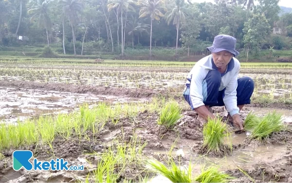 Thumbnail Berita - Musim Tanam Padi Mundur, Bikin Petani di Pacitan Nganggur