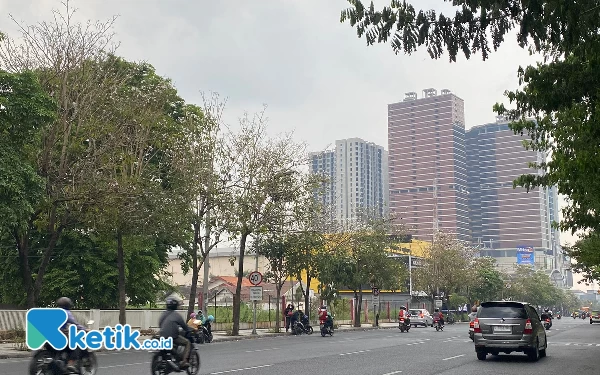 Surabaya Diguyur Hujan, Bunga Tabebuya Berguguran