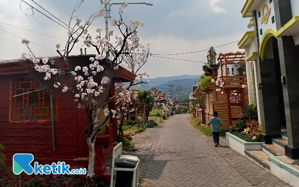 Thumbnail Berita - Kampung Sakura, Sajikan Nuansa Negara Matahari Terbit di Kota Batu