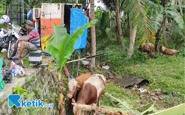 Thumbnail Berita - Truk Terjungkal di Pacitan, Empat Ekor Sapi Jadi Korban