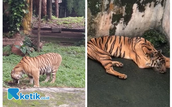 Thumbnail Terbalik! Harimau di Medan Zoo Tak Terawat hingga Mati, di Surabaya Zoo Sehat dan Gemuk