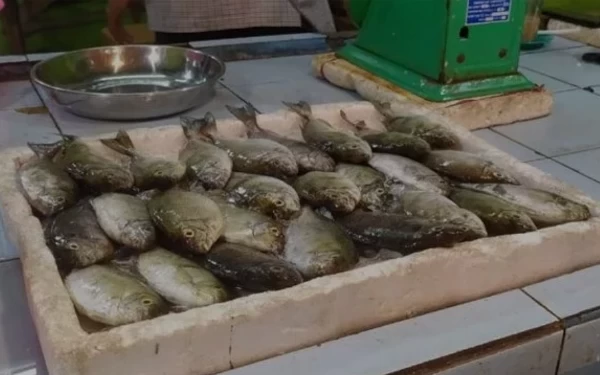 Thumbnail Imlek, Ikan Dingis Pulau Pecong Laris Manis Diburu Warga Singapura