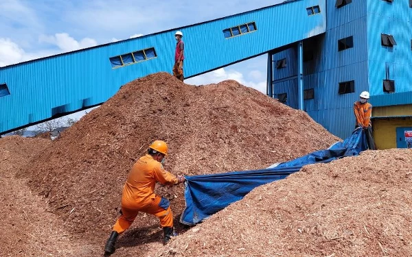 Berdalih Ramah Lingkungan, Biomassa Kayu Kain Ancam Hutan Kalimantan