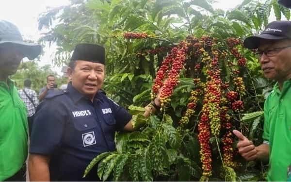 Thumbnail Berita - Soal Pembabatan Kopi Milo, Kades Pace Bakal Dimediasi Pemkab Jember