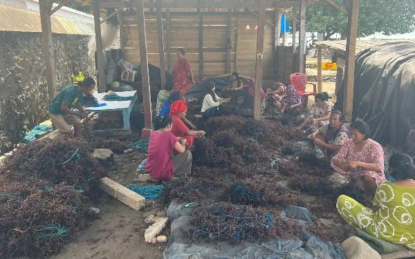 Thumbnail Berita - Klaster Usaha Rumput Laut Kampung Pogo, UMKM Binaan BRI Dorong Perekonomian Nelayan Pesisir Sulsel