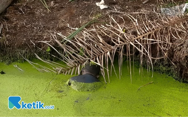 Thumbnail Berita - Sosok Mayat Laki-Laki Ditemukan dalam Parit Kebun Sawit di Nagan Raya