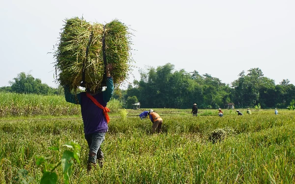 Thumbnail Berita - Bupati Kediri Klaim Produktivitas Padi Terus Merangkak Naik Imbas Program DITO