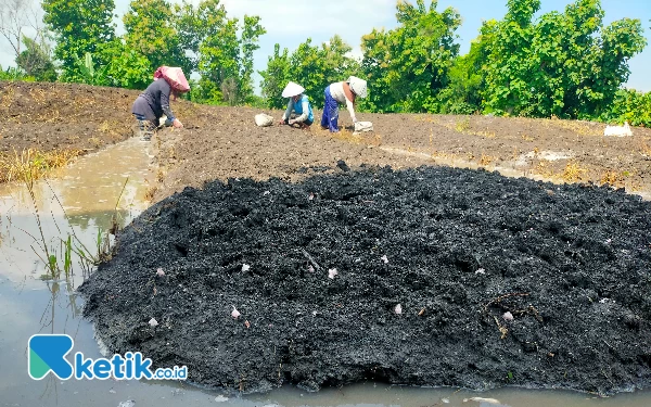 Thumbnail Berita - Masuki Musim Tembakau,  Petani Tetap Tanam Bawang Merah