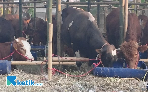 Thumbnail Berita - Stok Daging Sapi Dipastikan Aman Jelang Idul Adha 2024