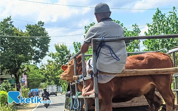 Thumbnail Berita - Sapi Kurban di Pacitan Tembus Harga Vario, Melonjak Jelang Idul Adha