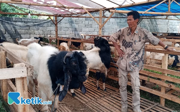 Thumbnail Berita - Jelang Hari Raya Kurban, Penjualan Kambing di Kota Batu Masih Landai