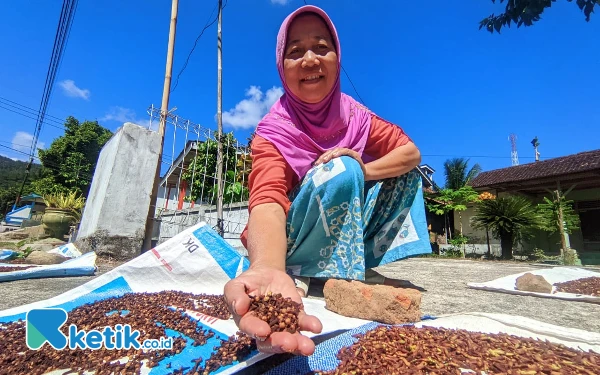 Thumbnail Berita - Cengkeh di Pacitan Kian Murah, Harga Anjlok Drastis ke Rp90.000 per Kg