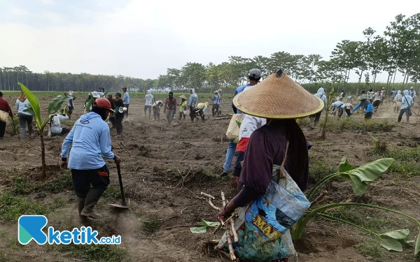 Thumbnail Tolak HGU Diperpanjang, Puluhan Warga Lereng Kelud Gelar Aksi Tanam Pohon Pisang