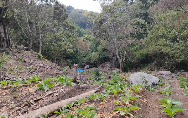 Thumbnail Berita - Kelestarian Lutung Jawa di Tlekung Batu Kota Terancam Perambahan Hutan