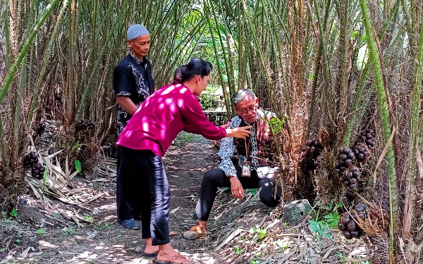 Thumbnail Punya Nilai Jual Tinggi, Salak Pondoh dan Salak Madu Jadi Strategi Dongkrak Ekonomi Petani Sleman