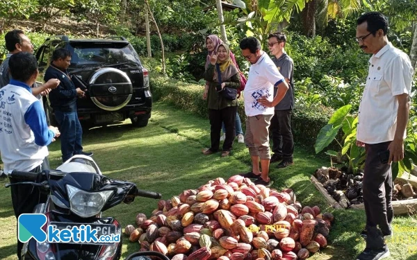 Thumbnail Warga Pacitan Panen Kakao Puluhan Ton per Bulan, Harga Capai Rp95.000/Kg