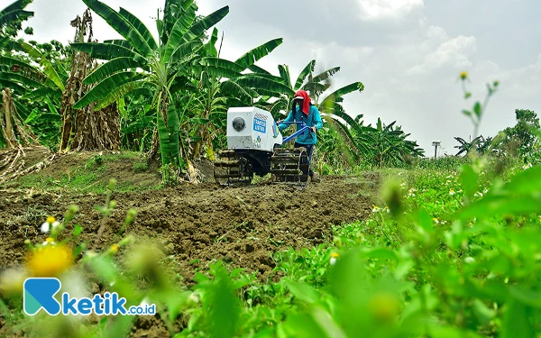 Thumbnail Seorang petani, Sunari (48), membajak sawah menggunakan traktor listrik di Desa Tlogoweru, Kecamatan Guntur, Kabupaten Demak, Jawa Tengah, pada Sabtu, 19 Oktober 2024. PT PLN (Persero) berkolaborasi bersama Kementerian Pertanian RI “menciptakan” energi ramah lingkungan berbasis listrik sebagai sebuah inovasi di bidang pertanian, salah satunya berupa traktor listrik hasil modifikasi dari traktor mesin diesel bertenaga 6,5 PK. (Foto: Achmad Fazeri/Ketik.co.id)