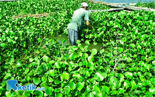 Thumbnail Seorang anggota Kelompok Masyarakat (Pokmas) Ngudi Tirto Lestari, mengambil gulma eceng gondok di Waduk Cengklik, Kabupaten Boyolali, Jawa Tengah, Ahad, 8 September 2024. Pokmas mitra binaan Program CSR/TJSL PT. Pertamina Patra Niaga Regional Jawa Bagian Tengah (JBT) Aviation Fuel Terminal (AFT) DPPU Adi Sumarmo ini memiliki concern kegiatan mengolah eceng gondok menjadi biogas. Salah satu pemanfaatan biogasnya untuk menyalakan lampu penerangan jalan di Dukuh Turibang, Desa Sobokerto, Kecamatan Ngemplak, Kabupaten Boyolali. (Foto: Achmad Fazeri/Ketik.co.id)