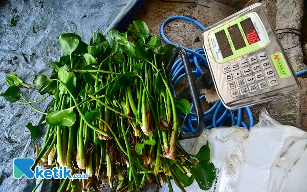 Thumbnail Potret eceng gondok yang sudah dibersikan dari tanah beserta akarnya, kemudian ditimbang. Setelah mencapai 15 kilogram, eceng gondok tersebut dicacah kembali untuk kedua kalinya dengan menggunakan mesin pencacah. Cacahan kedua eceng gondok inilah yang kemudian dimanfaatkan sebagai salah satu bahan pembuatan biogas oleh Pokmas Ngudi Tirto Lestari. (Foto: Achmad Fazeri/Ketik.co.id)