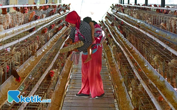 Thumbnail Seorang pekerja, Yanti, membawa telur ayam di kandang Bumdes Farm Kaliombo, Kecamatan Purwosari, Kabupaten Bojonegoro, Jawa Timur, Minggu 29 September 2024. Pada tahun 2022 lalu, PT. Pertamina EP Cepu (PEPC) menyalurkan bantuan sebagai salah satu program CSR berupa kandang beserta 1.800 ekor ayam petelur ke Badan Usaha Milik Desa (Bumdes) Kaliombo. (Foto: Achmad Fazeri/Ketik.co.id)