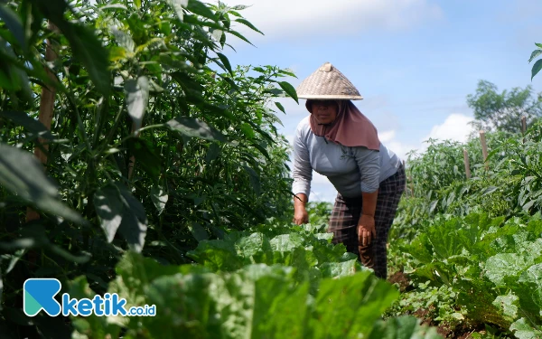 Thumbnail Berita - Harga Cabai Turun Drastis, Petani di Pagaralam Histeris