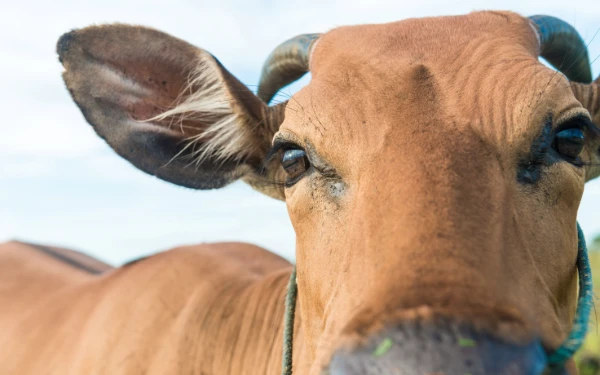 Thumbnail Berita - Penyakit Mulut dan Kuku Menyerang 156 Sapi di Kabupaten Bondowoso