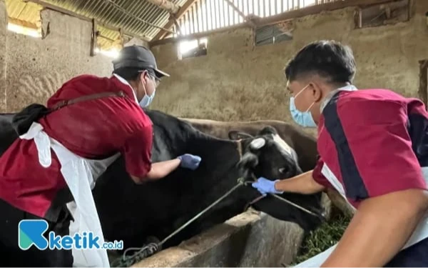 Thumbnail Berita - Wabah PMK Kembali Serang Ratusan Sapi di Gresik, 103 Sapi Terinfeksi dan 5 Ekor Mati