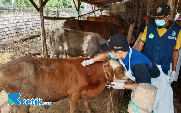 Thumbnail Berita - Antisipasi Penyakit Mulut dan Kuku, Imbau Peternak Gresik Jaga Kebersihan Kandang