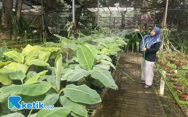 Thumbnail Berita - Taman Anggrek Surabaya Budidayakan Pisang Cavendish dan Jamur untuk MBR