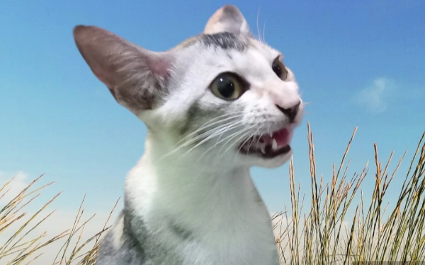 Thumbnail Membaca Perilaku Kucing, Anda Sering Tergoda?