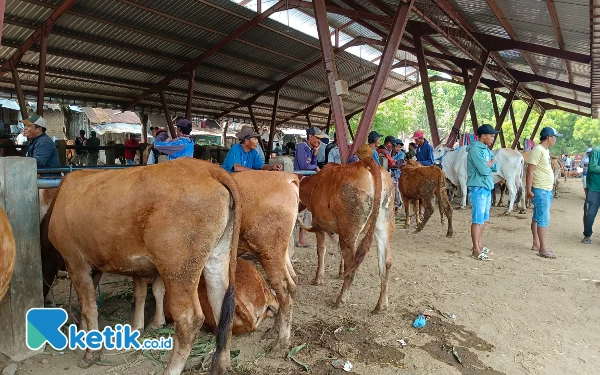 Thumbnail Berita - Jelang Idul Adha, Harga Hewan Kurban di Situbondo Naik 15 hingga 20 Persen