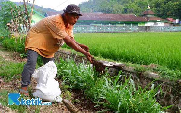 Thumbnail Berita - Pupuk Subsidi Langka, Petani di Pacitan Beralih ke Kotoran Kambing